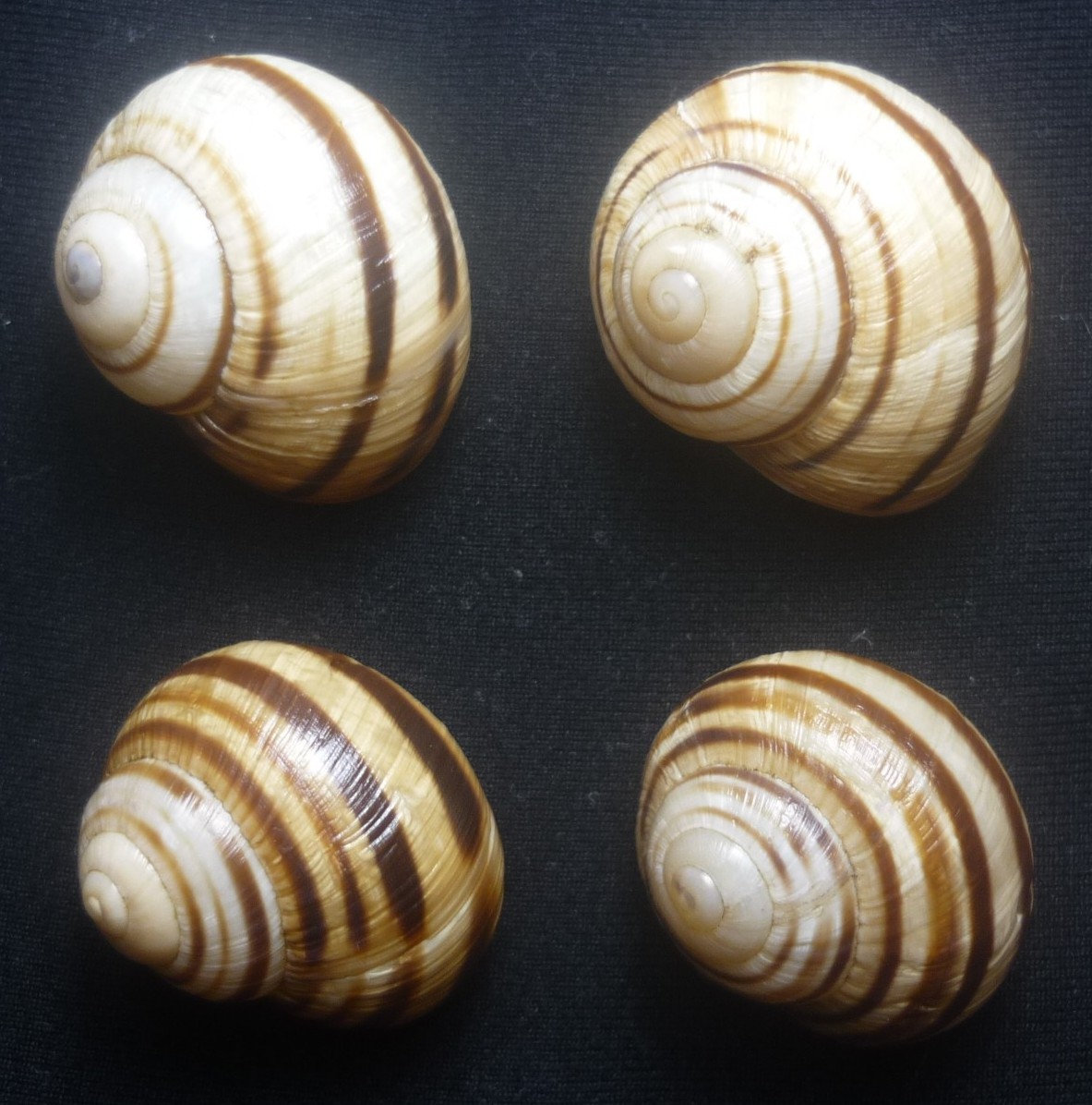 Helix (Helix) gussoneana L. Pfeiffer, 1848 =  ligata forma campanica tiberi